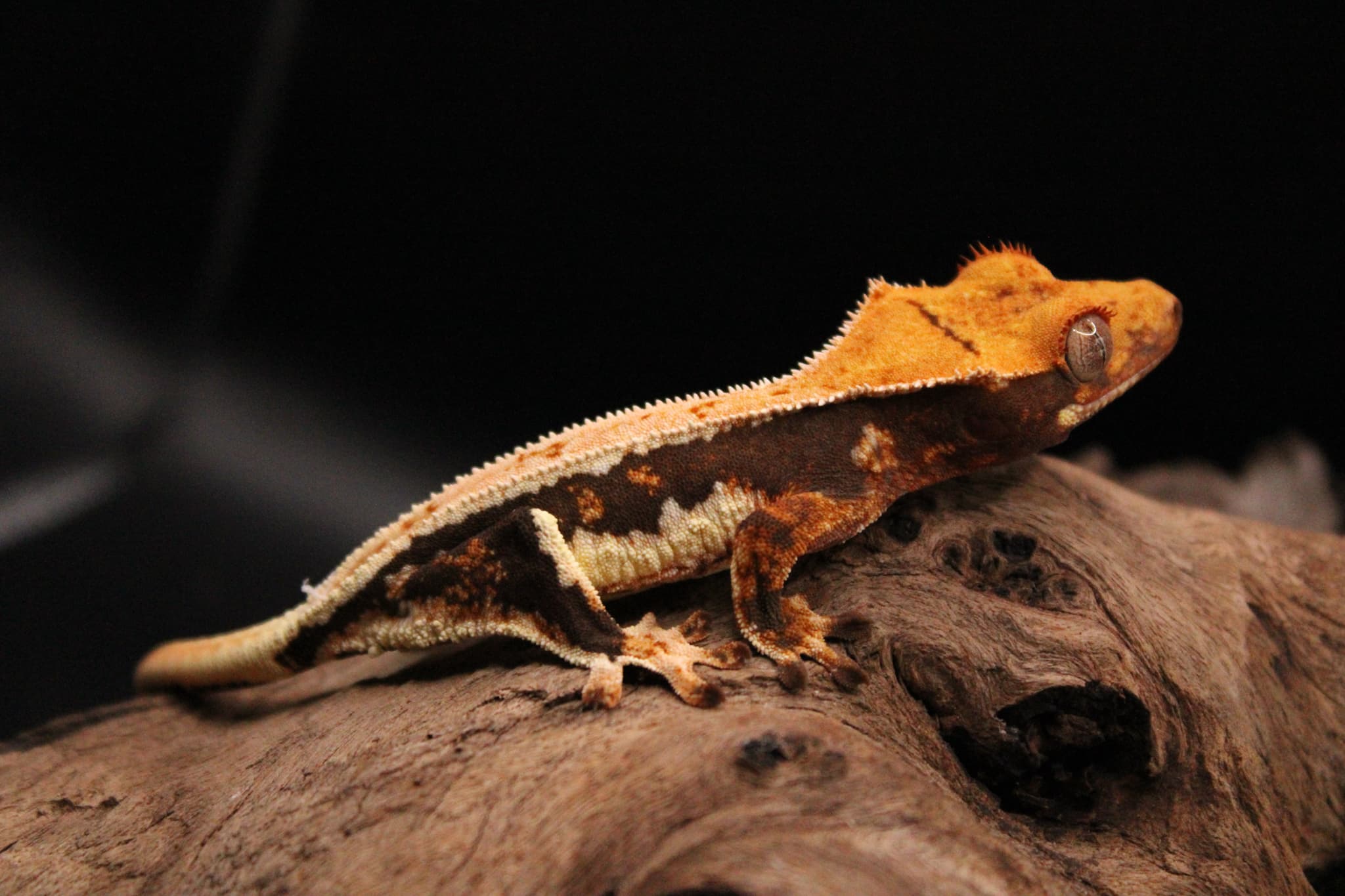 Crested Gecko showcasing genetic traits